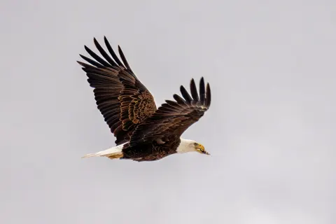 Eagle 4K Wallpaper · animals · 3840×2560