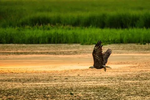 Flying Eagle 4K Wallpaper · birds · 3840×2560