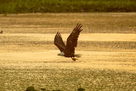 Flying Eagle 4K Wallpaper · birds · 3840×2560