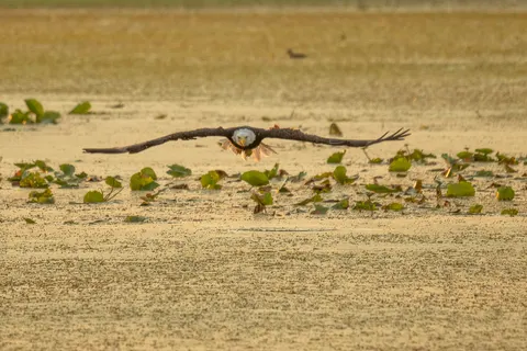 Flying Eagle 4K Wallpaper · birds · 3840×2560
