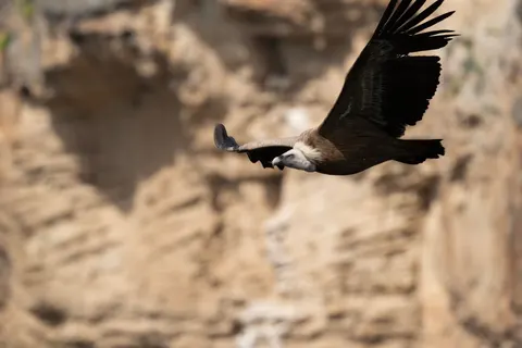 Flying Eagle 4K Wallpaper · birds · 3840×2560