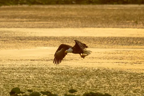 Flying Eagle 4K Wallpaper · birds · 3840×2560