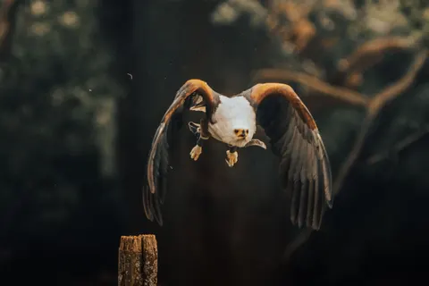 Flying Eagle 4K Wallpaper · birds · 3840×2560