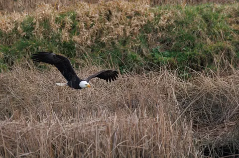 Flying Eagle 4K Wallpaper · birds · 3840×2538