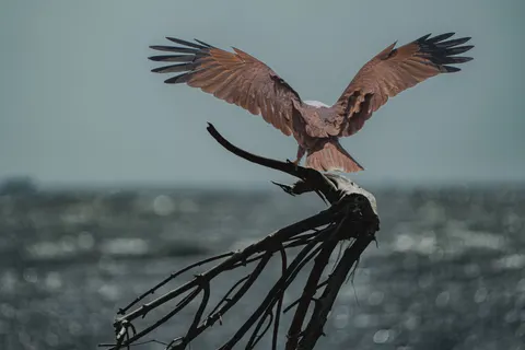 Flying Eagle 4K Wallpaper · birds · 3840×2560