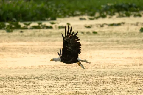 Flying Eagle 4K Wallpaper · birds · 3840×2560