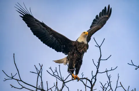 Flying Eagle 4K Wallpaper · birds · 3840×2505