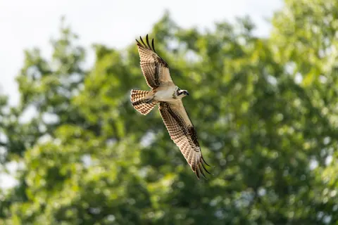 Flying Eagle 4K Wallpaper · birds · 3840×2560
