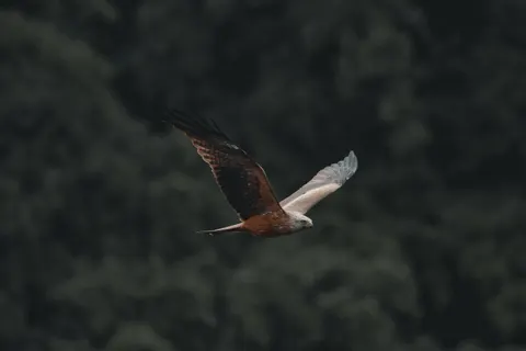 Flying Eagle 4K Wallpaper · birds · 3840×2560