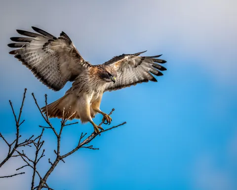 Flying Eagle 4K Wallpaper · birds · 3840×3072