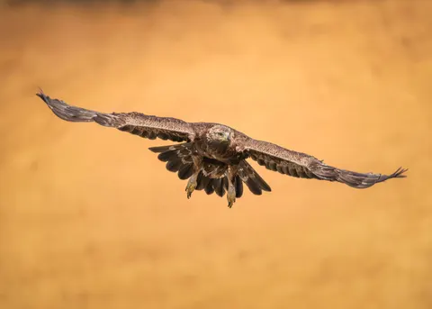 Flying Eagle 4K Wallpaper · birds · 3840×2741