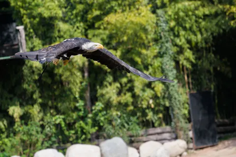 Flying Eagle 4K Wallpaper · birds · 3840×2558