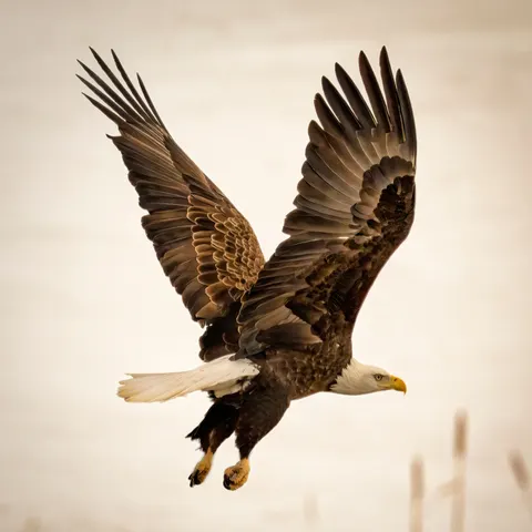 Flying Eagle 4K Wallpaper · birds · 3840×3839