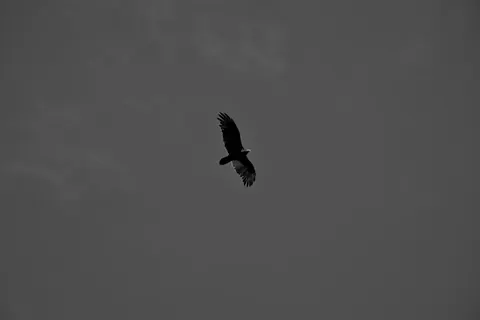 Flying Eagle 4K Wallpaper · birds · 3840×2560