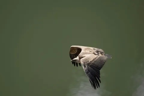 Flying Eagle 4K Wallpaper · birds · 3840×2560