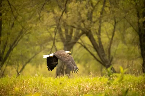 Flying Eagle 4K Wallpaper · birds · 3840×2560
