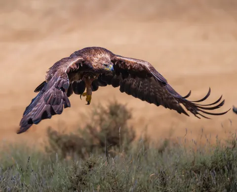 Flying Eagle 4K Wallpaper · birds · 3840×3119