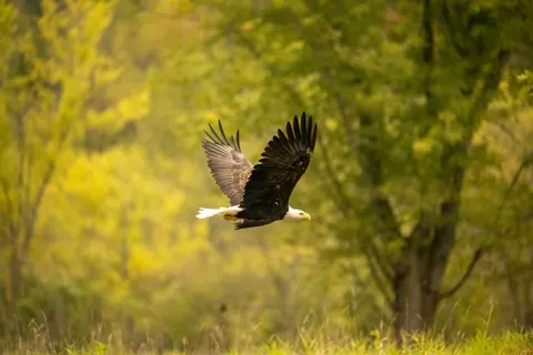 Flying Eagle 4K Wallpaper · birds · 3840×2560