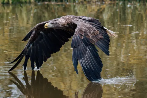 Flying Eagle 4K Wallpaper · birds · 3840×2560