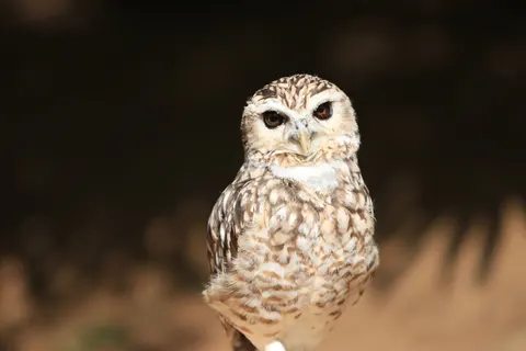 Owl Portrait 4K Wallpaper · birds · 3840×2560
