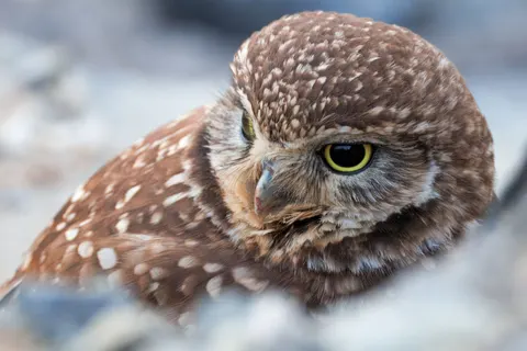 Owl Portrait 4K Wallpaper · birds · 3840×2560