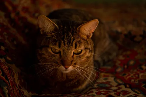 Katze 4K Hintergrundbild · animals · 3840×2560