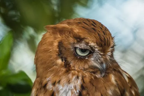 Owl Portrait 4K Wallpaper · birds · 3840×2560