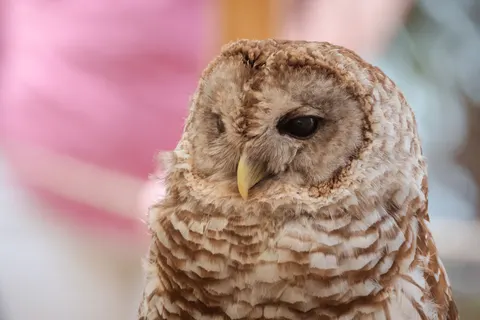 Owl Portrait 4K Wallpaper · birds · 3840×2560