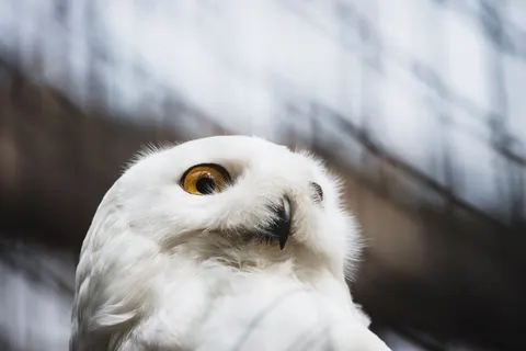 Owl Portrait 4K Wallpaper · birds · 3840×2560