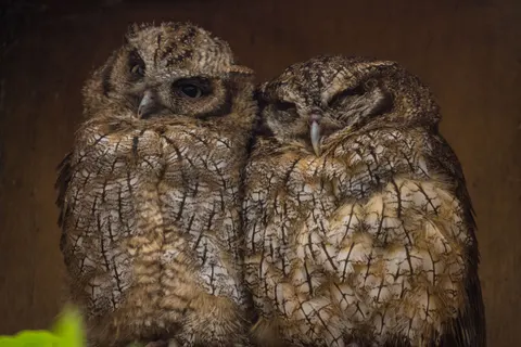 Owl Portrait 4K Wallpaper · birds · 3840×2560