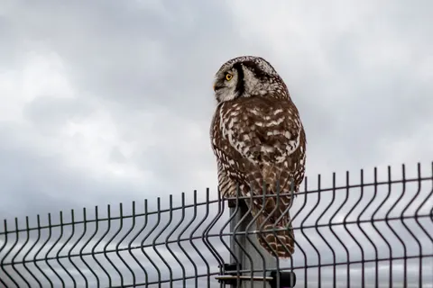 Owl Portrait 4K Wallpaper · birds · 3840×2560