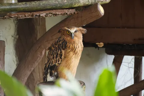 Owl Portrait 4K Wallpaper · birds · 3840×2560