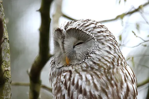 Owl Portrait 4K Wallpaper · birds · 3840×2560