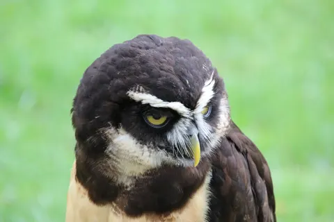 Owl Portrait 4K Wallpaper · birds · 3840×2560