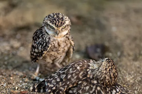 Owl Portrait 4K Wallpaper · birds · 3840×2562