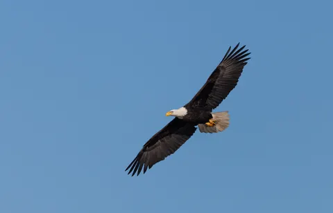 والپیپر عقاب با کیفیت 4K · animals · 3840×2463