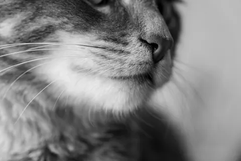 Fondo de pantalla Gato 4K · animals · 3840×2560