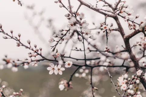 Cherry Blossom 4K Wallpaper · nature · 3840×2560