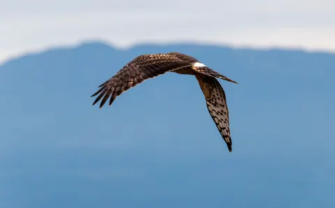 Adler 4K Hintergrundbild · animals · 3840×2386