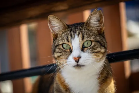 Katze 4K Hintergrundbild · animals · 3840×2560