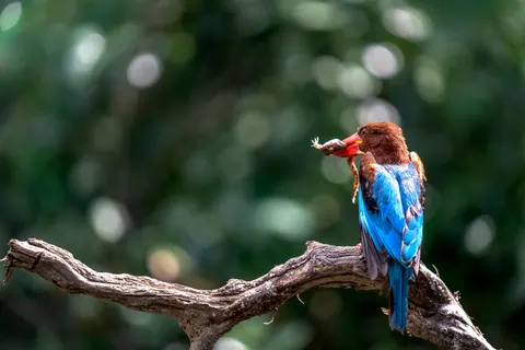 Kingfisher Bird 4K Wallpaper · birds · 3840×2560