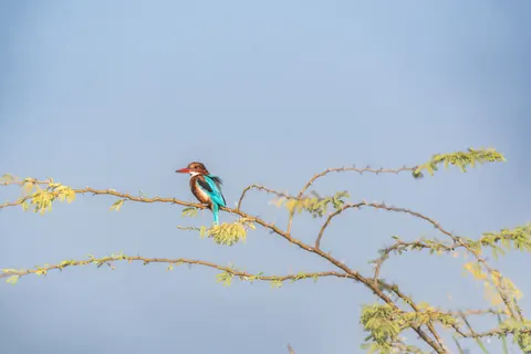 Kingfisher Bird 4K Wallpaper · birds · 3840×2560