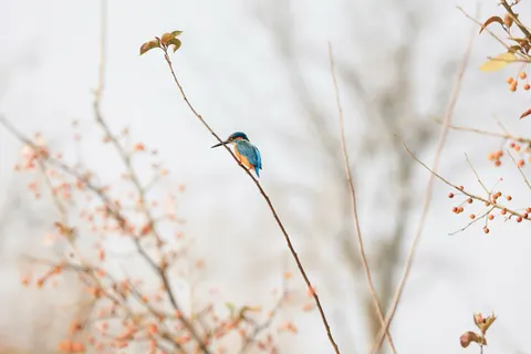 Kingfisher Bird 4K Wallpaper · birds · 3840×2561