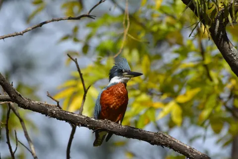 Kingfisher Bird 4K Wallpaper · birds · 3840×2560