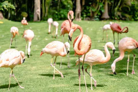Flamingo Flock 4K Wallpaper · birds · 3840×2563
