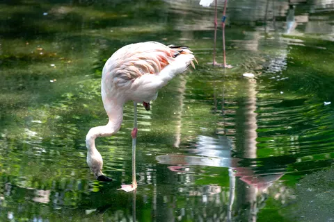Flamingo Flock 4K Wallpaper · birds · 3840×2561