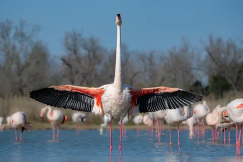 Flamingo Flock 4K Wallpaper · birds · 3840×2560