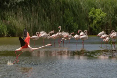 Flamingo Flock 4K Wallpaper · birds · 3840×2561