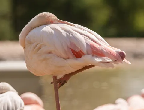 Flamingo Flock 4K Wallpaper · birds · 3840×2955