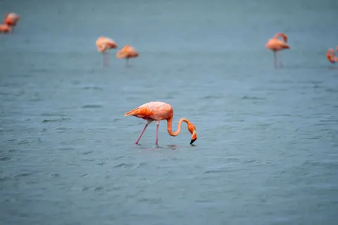 Flamingo Flock 4K Wallpaper · birds · 3840×2560
